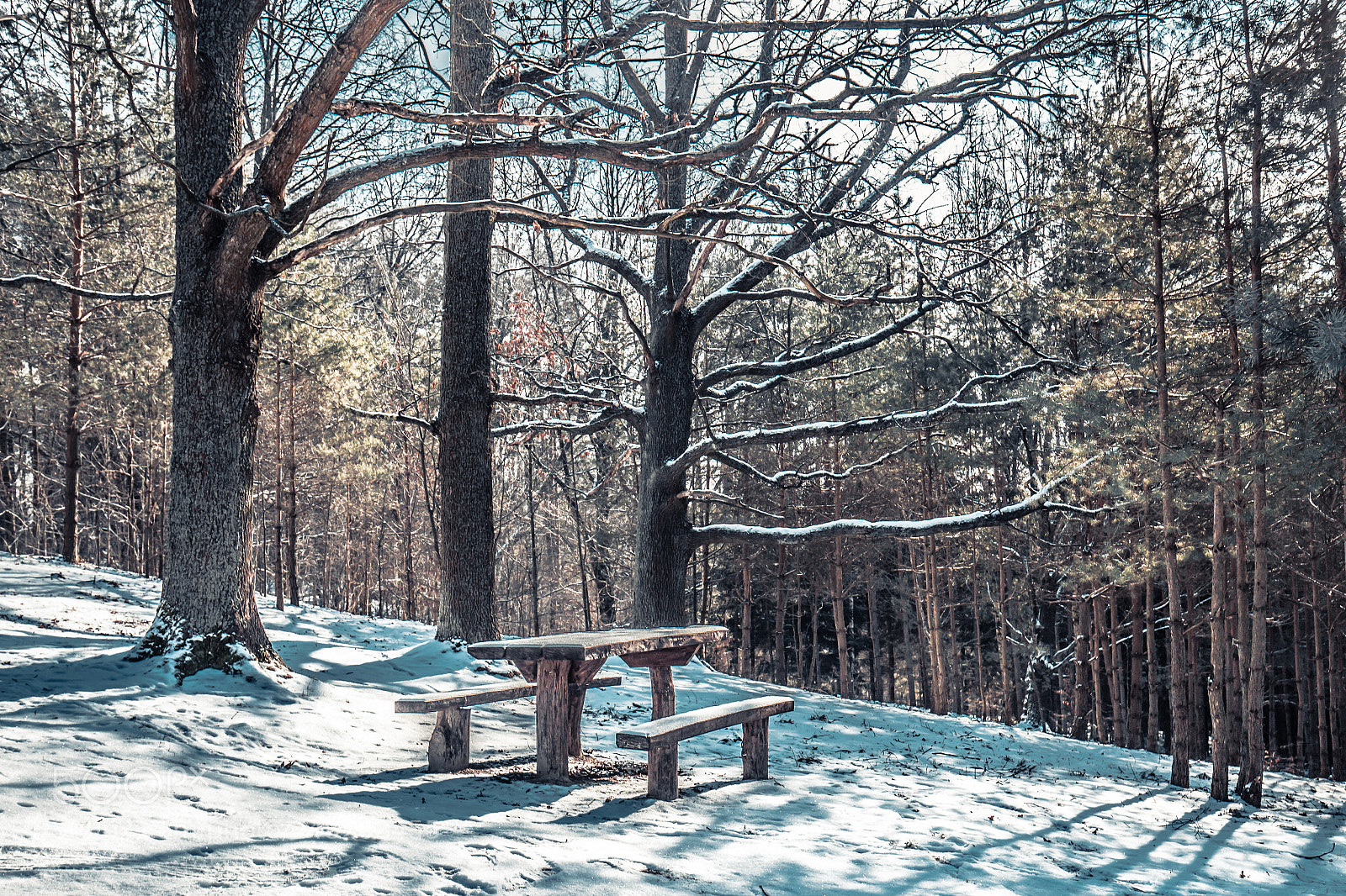 Canon EOS 6D Mark II sample photo. Winter in the park photography