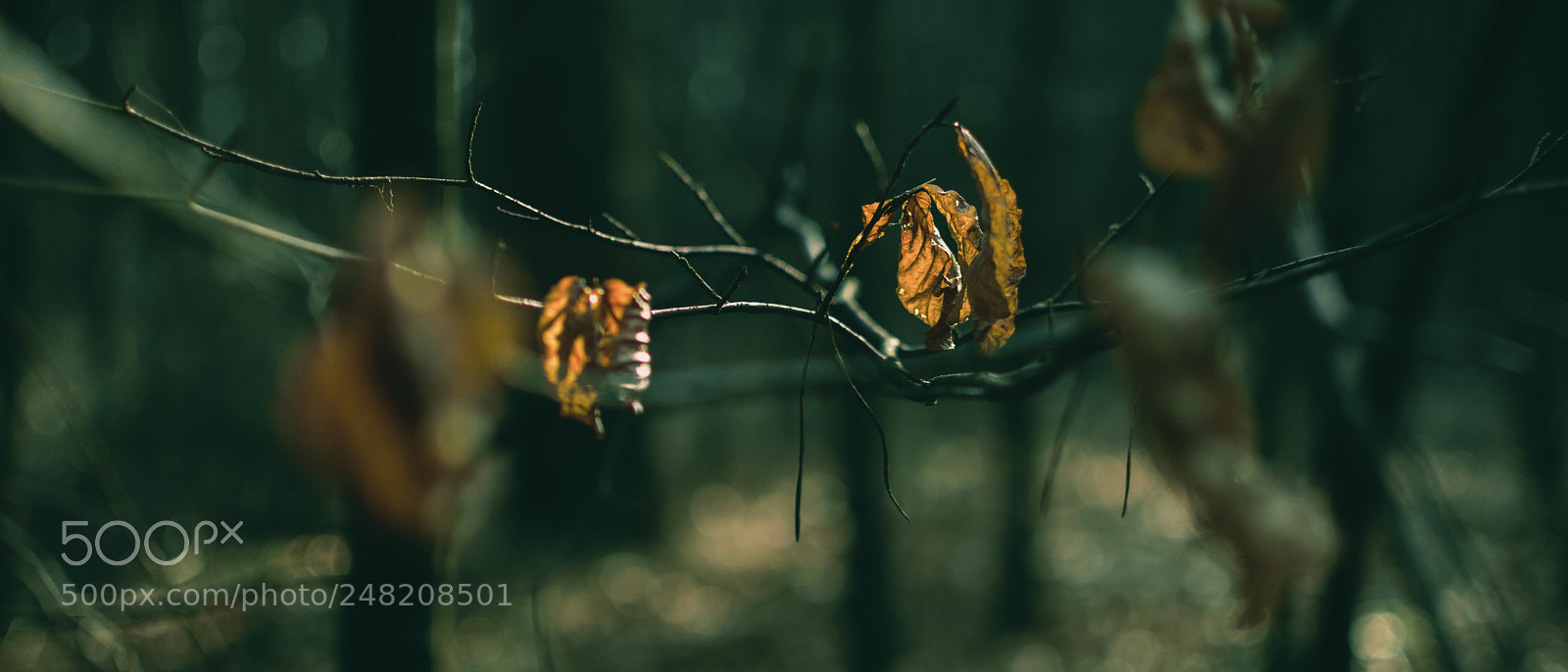 Nikon D5300 sample photo. Fall photography