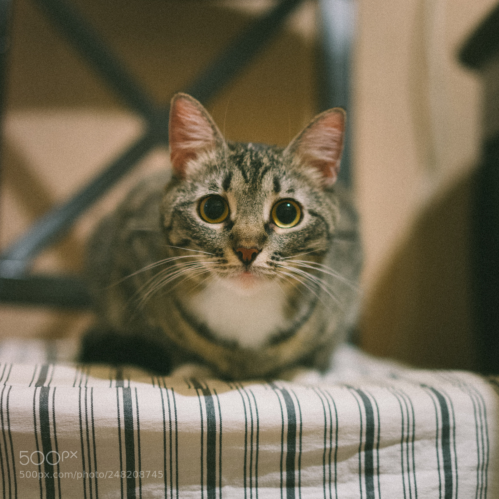 Sony a7 II sample photo. Suprised cat photography