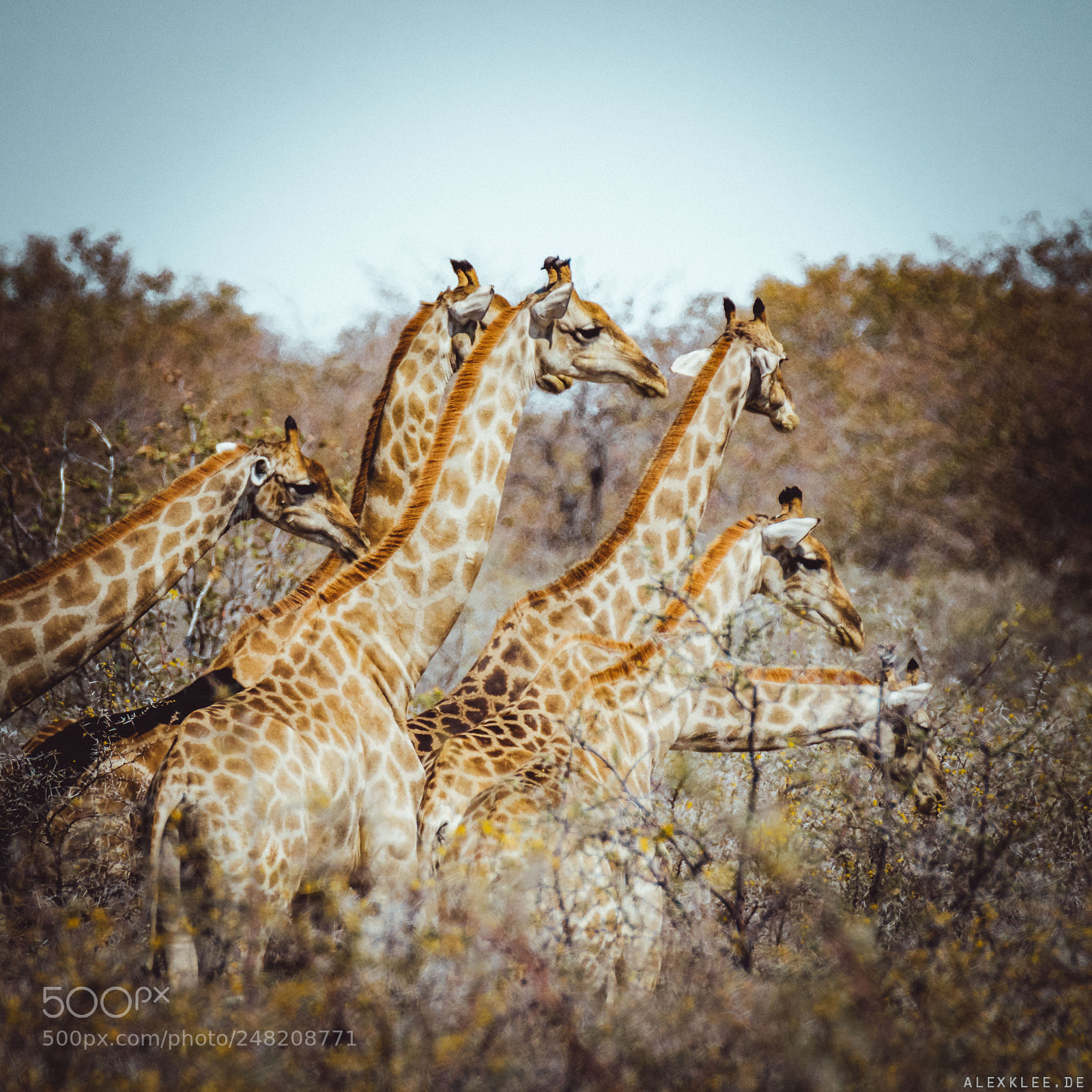 Canon EOS 7D Mark II sample photo. The giraffes herd photography