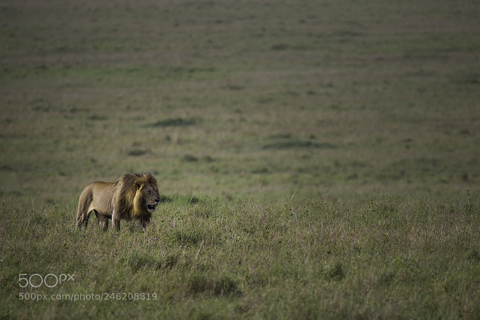 Canon EOS-1D Mark IV sample photo. My kingdom photography
