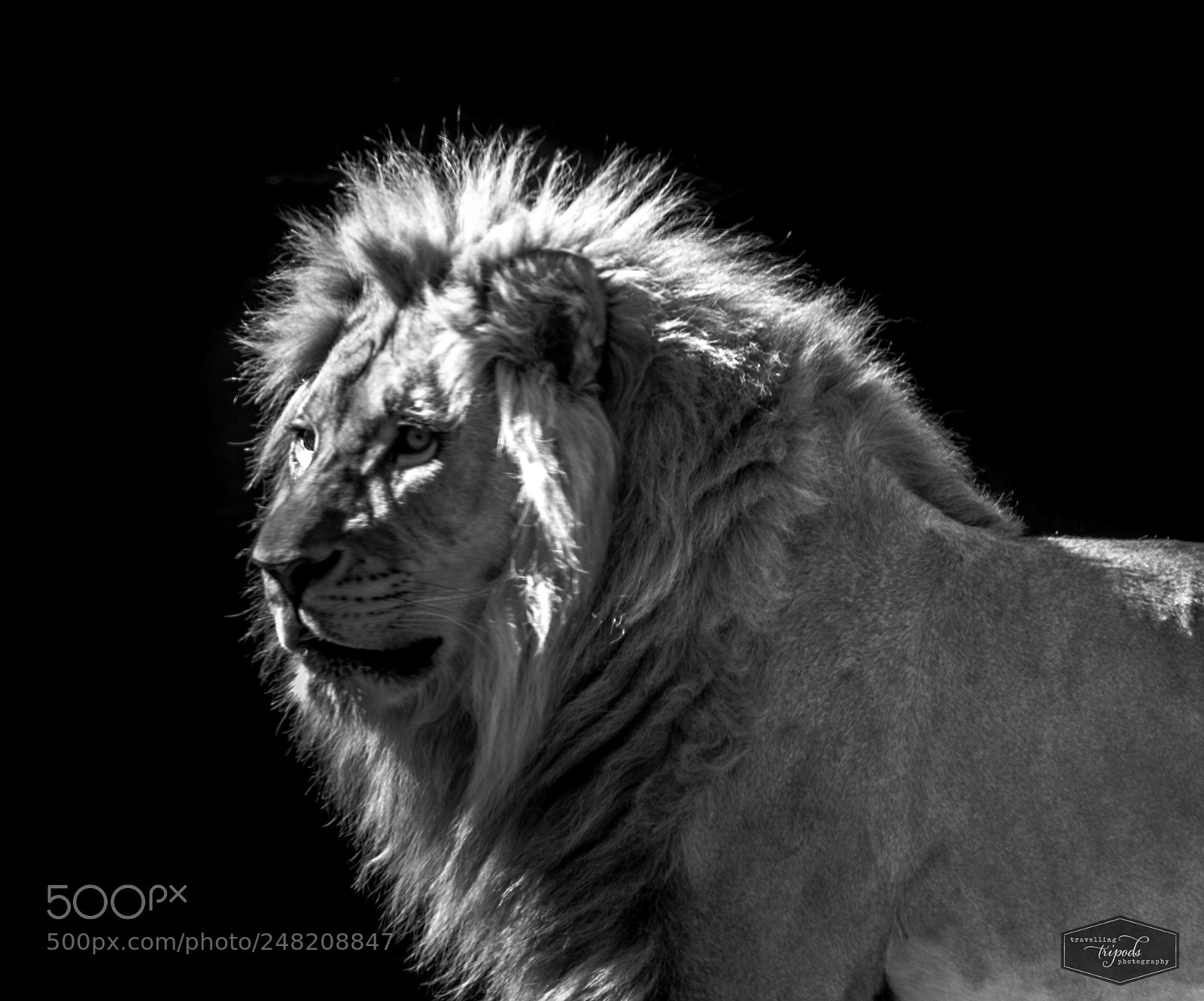 Canon EOS 1100D (EOS Rebel T3 / EOS Kiss X50) sample photo. Lion in black and photography