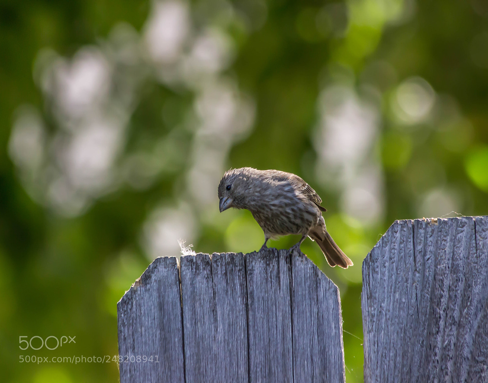 Canon EOS 600D (Rebel EOS T3i / EOS Kiss X5) sample photo. Young house finch photography