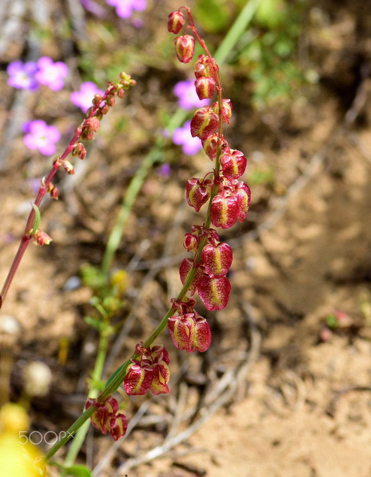 Nikon AF-S Micro-Nikkor 105mm F2.8G IF-ED VR sample photo