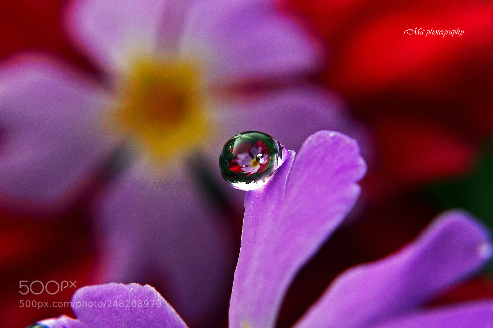 Nikon D610 sample photo. Drop photography