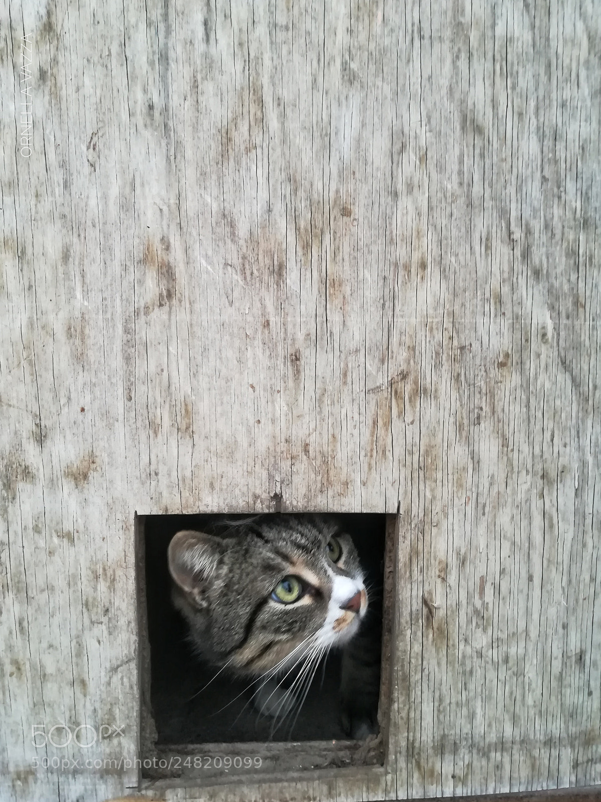 HUAWEI PRA-LX1 sample photo. Who is there? photography