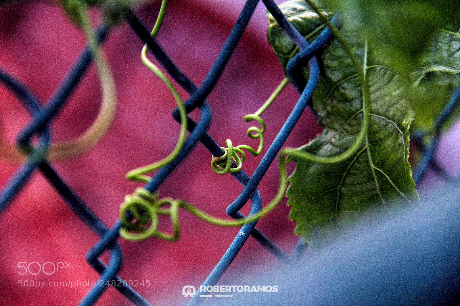 Canon EOS 60D sample photo. Nature connection photography