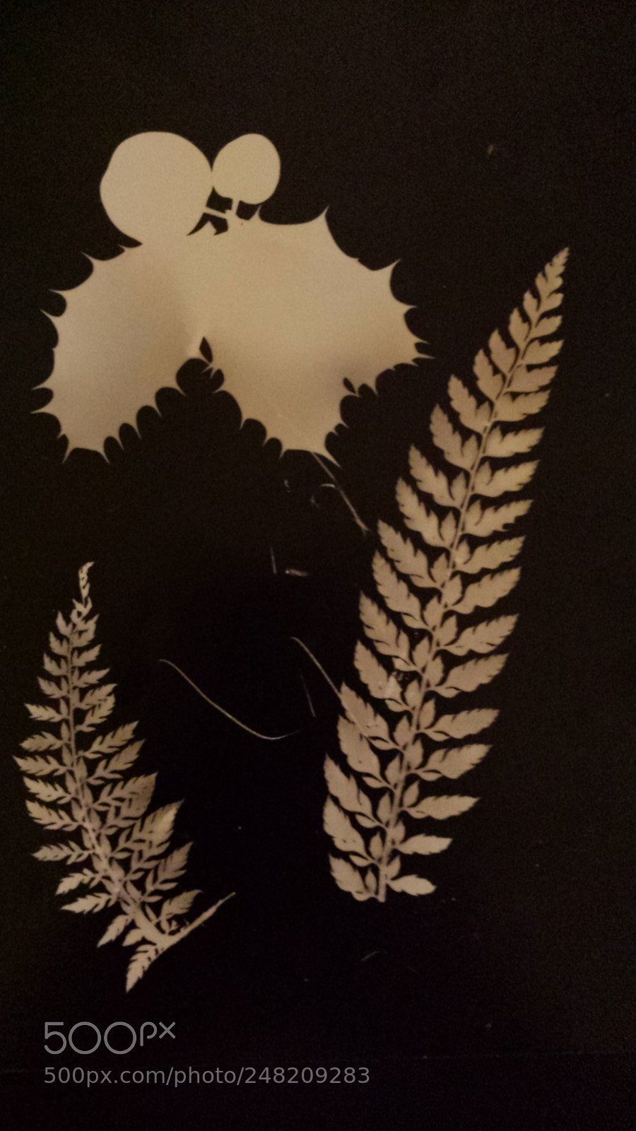 Samsung Galaxy S4 sample photo. Photogram photography