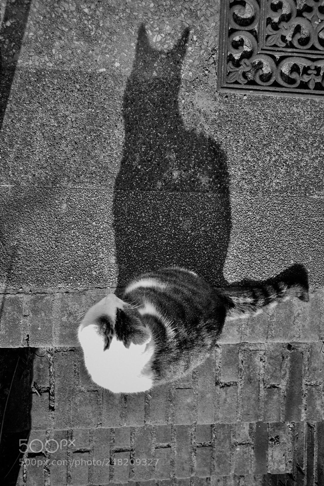 Nikon D5300 sample photo. Shadow cat photography