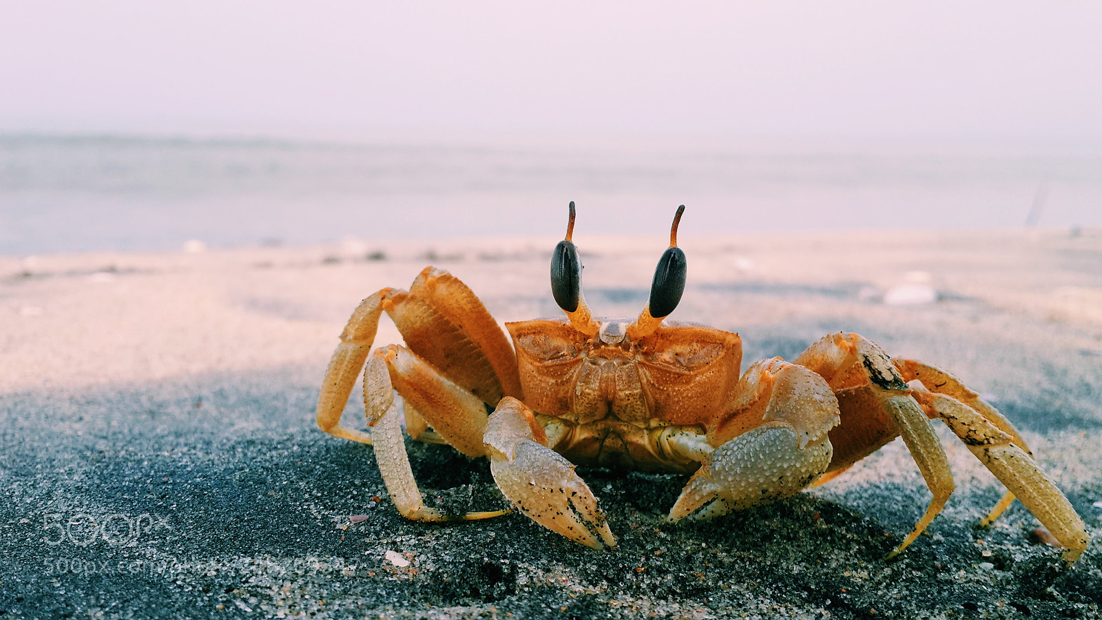 Samsung Galaxy S4 sample photo. Crab photography