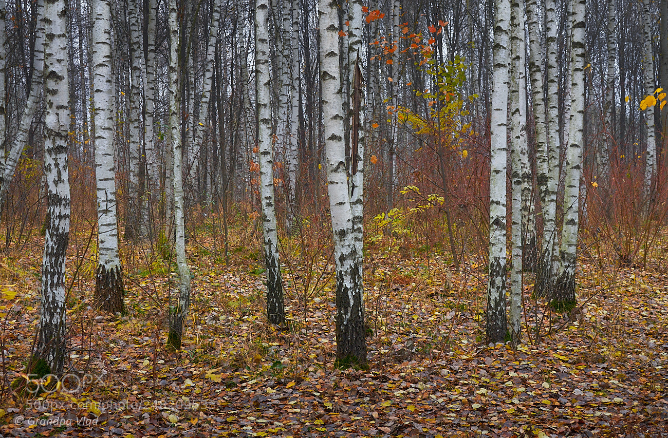 Canon EOS 1100D (EOS Rebel T3 / EOS Kiss X50) sample photo. White and orange... photography