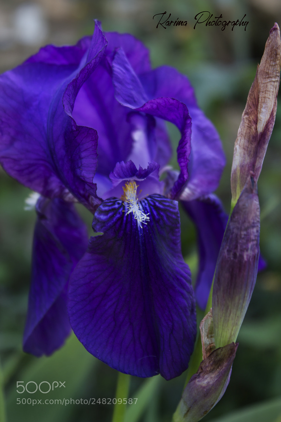 Canon EOS 700D (EOS Rebel T5i / EOS Kiss X7i) sample photo. Purple photography