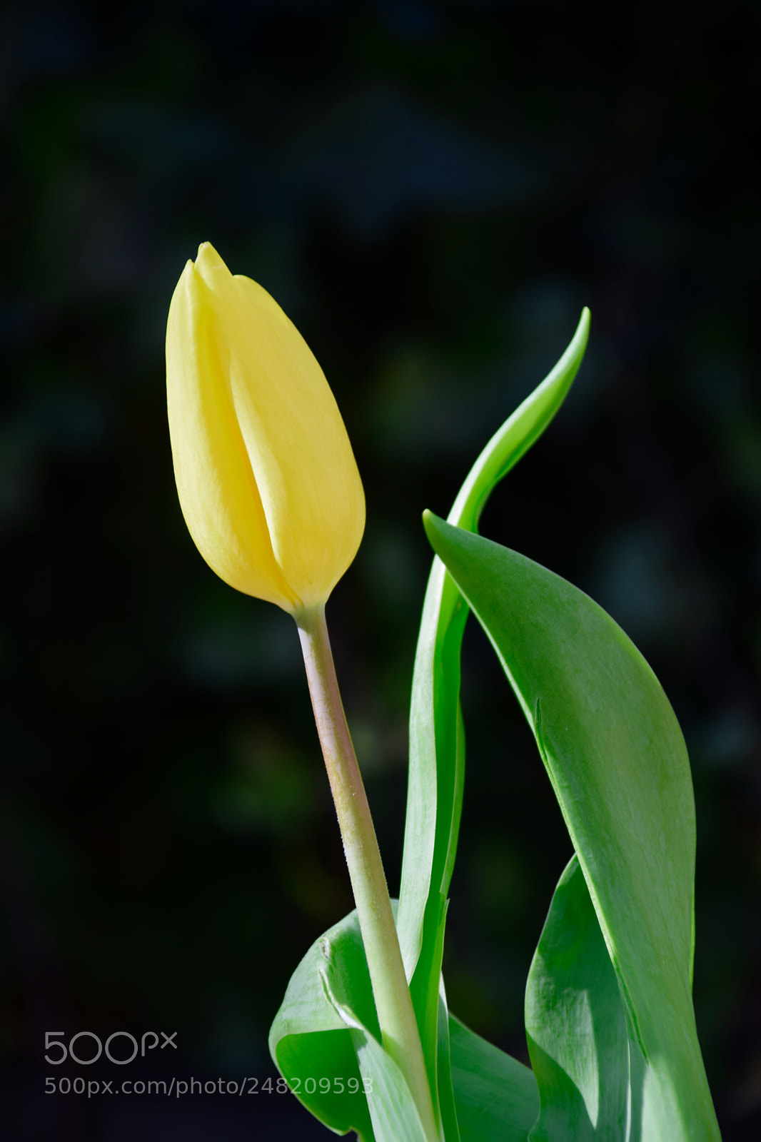 Nikon D5300 sample photo. Yellow tulip photography