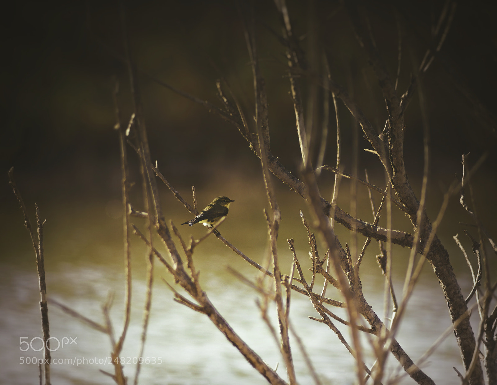 Nikon D800 sample photo. Beauty photography
