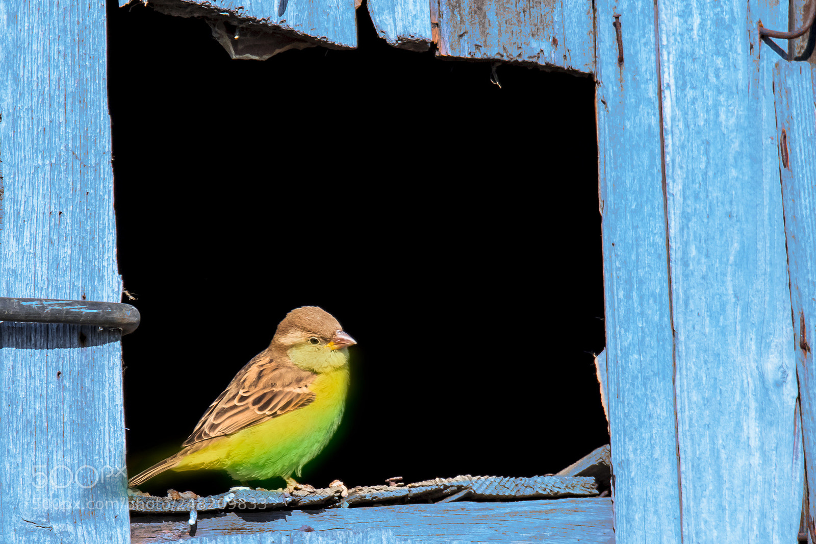 Nikon D500 sample photo. Small bird. photography