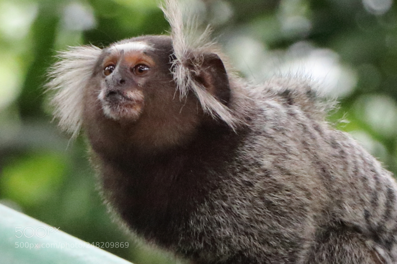 Canon EOS 80D sample photo. Some brazilian wildlife. photography