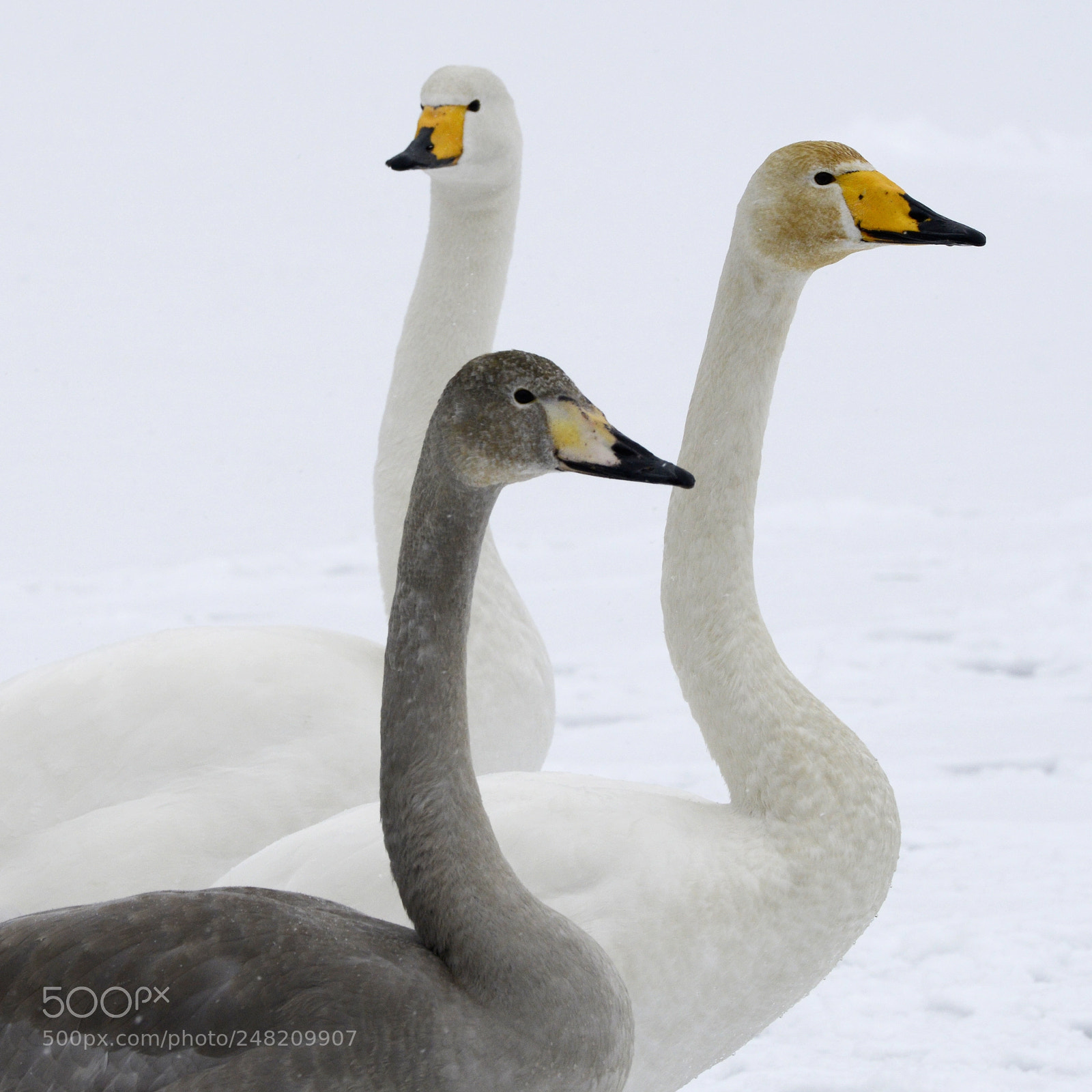 Nikon D800 sample photo. Whooper swans in winter photography