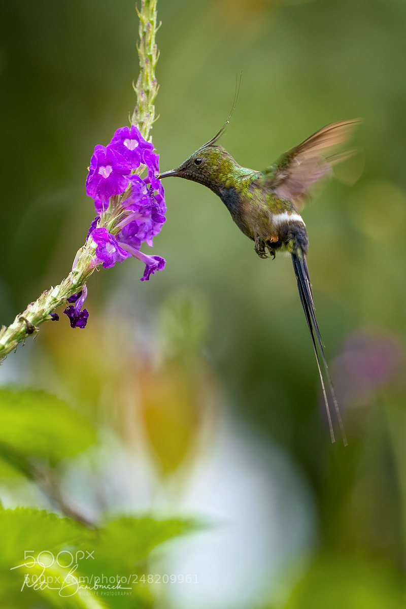 Olympus OM-D E-M1 Mark II sample photo. Wire-crested thorntail | ecuador photography