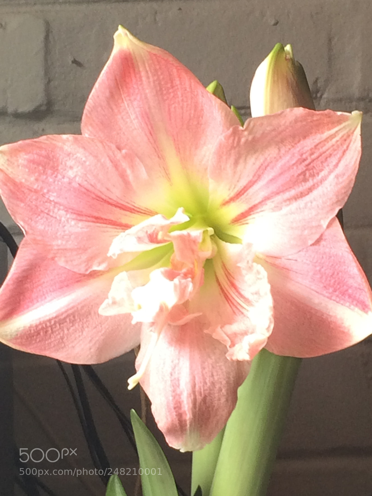 Apple iPhone 5s sample photo. Amirylla photography