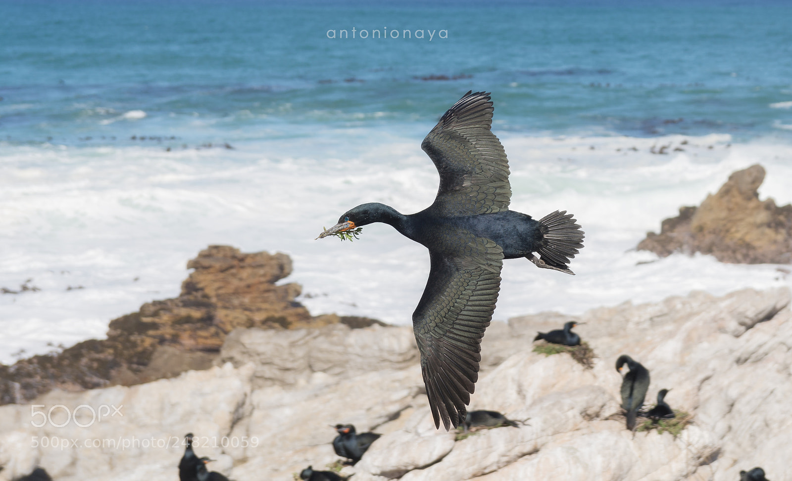 Nikon D7100 sample photo. Cormor n de el photography