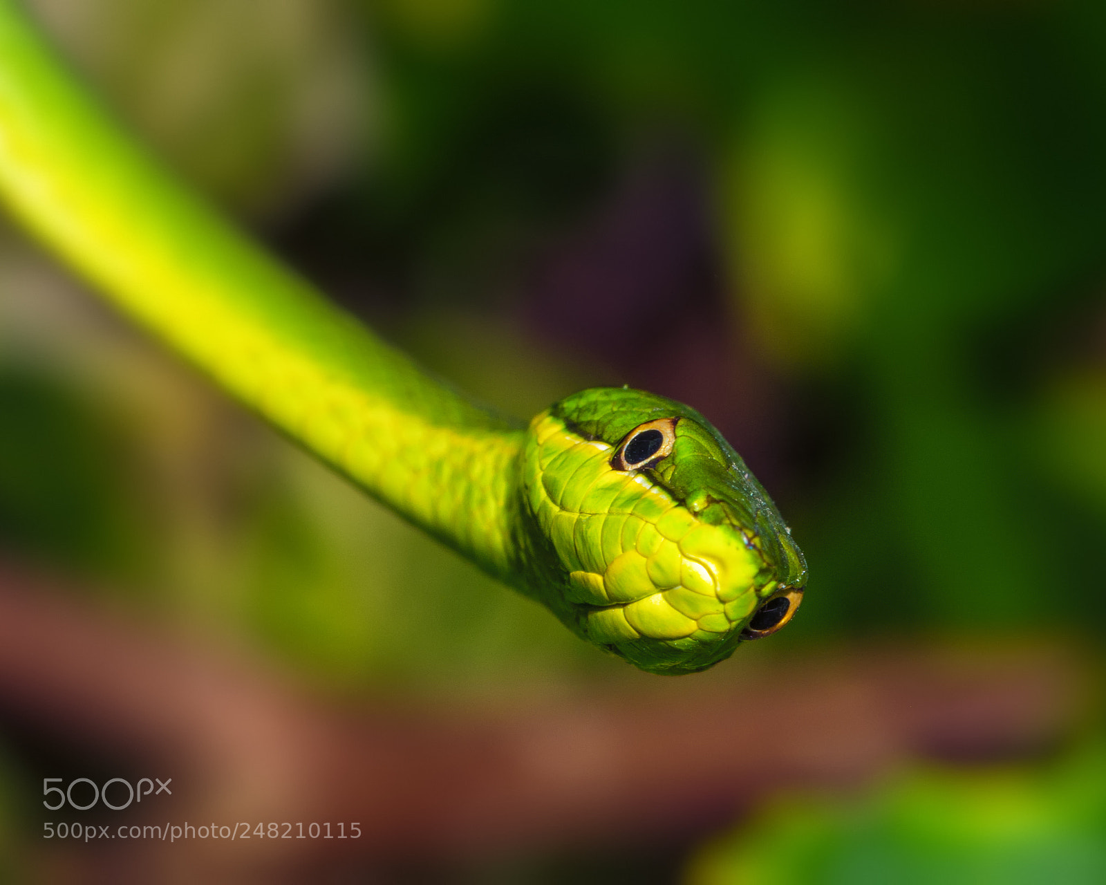 Nikon D7200 sample photo. Curiosity photography
