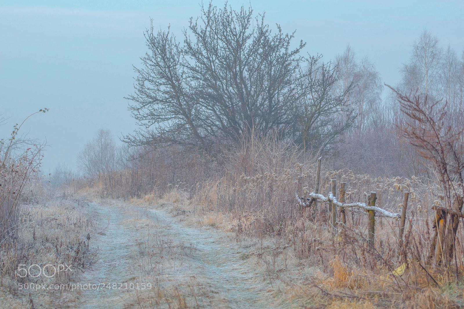 Sony SLT-A68 sample photo. The first frost photography