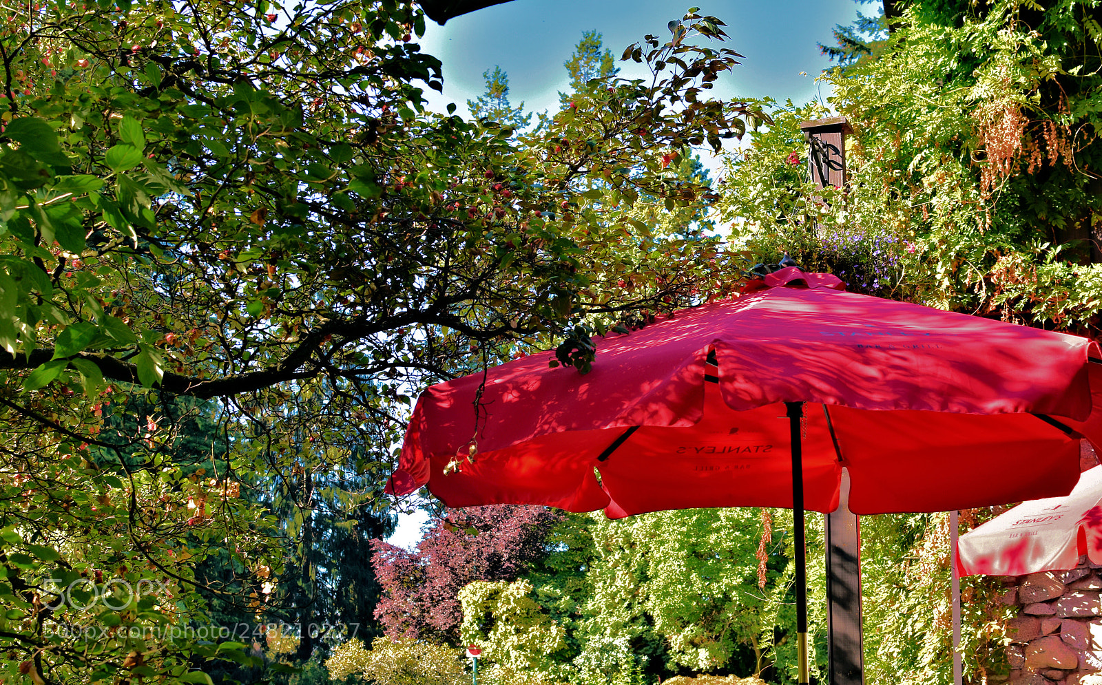 Nikon D5500 sample photo. Stanley park photography