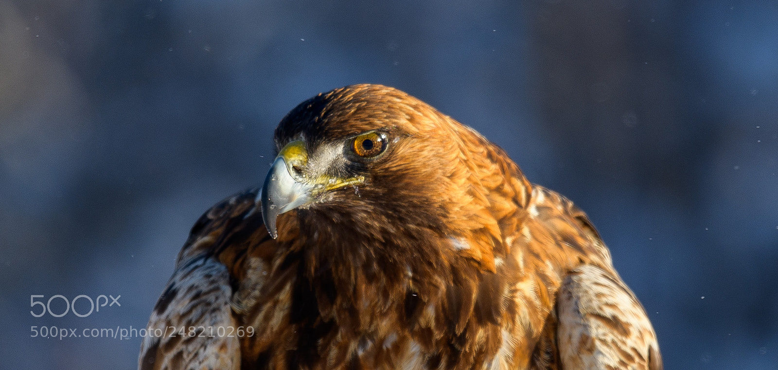 Nikon D850 sample photo. Golden eagle,sweden photography