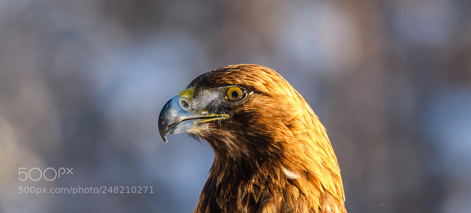 Nikon D850 sample photo. Golden eagle,sweden photography