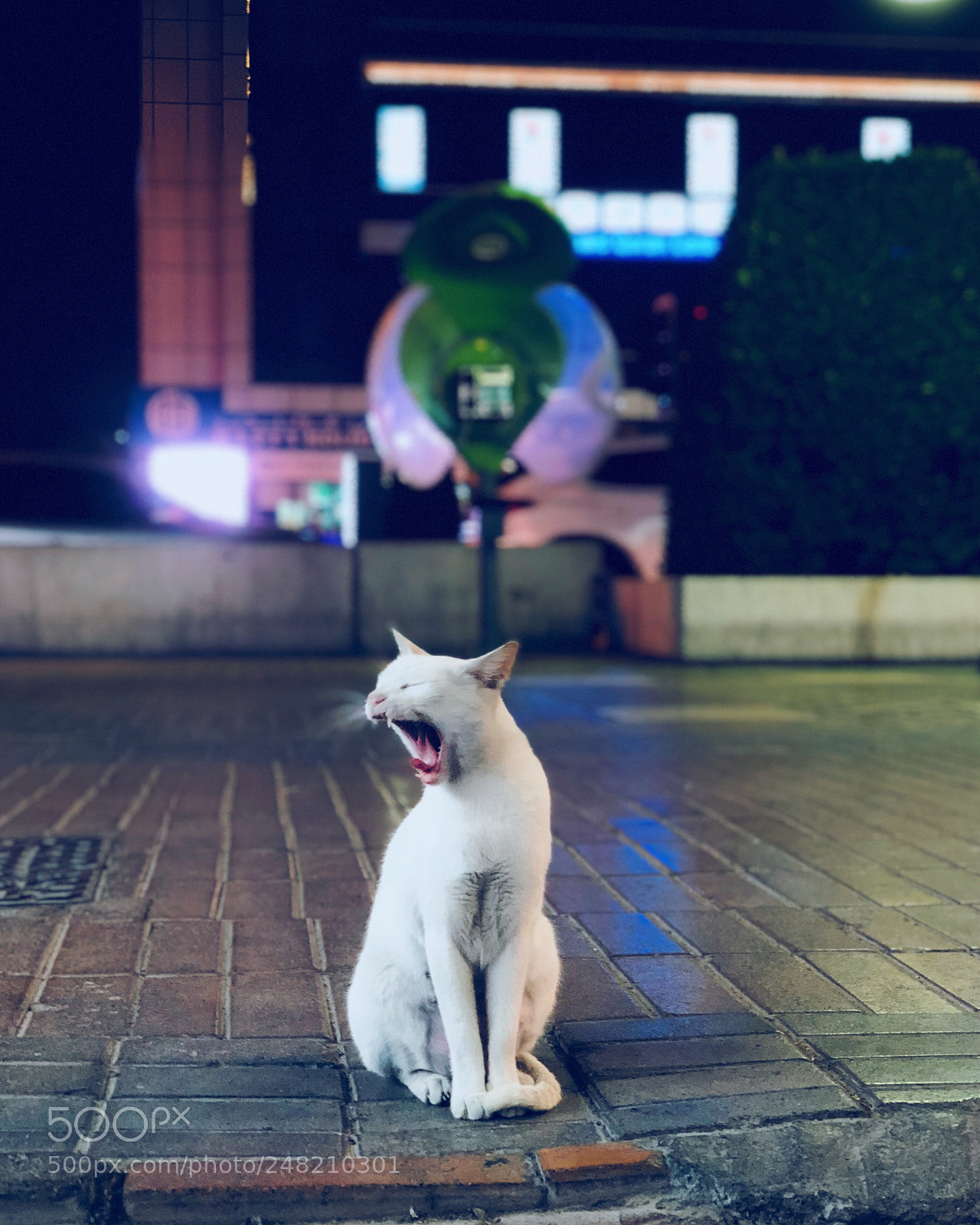 Apple iPhone X sample photo. #dubaistreets photography