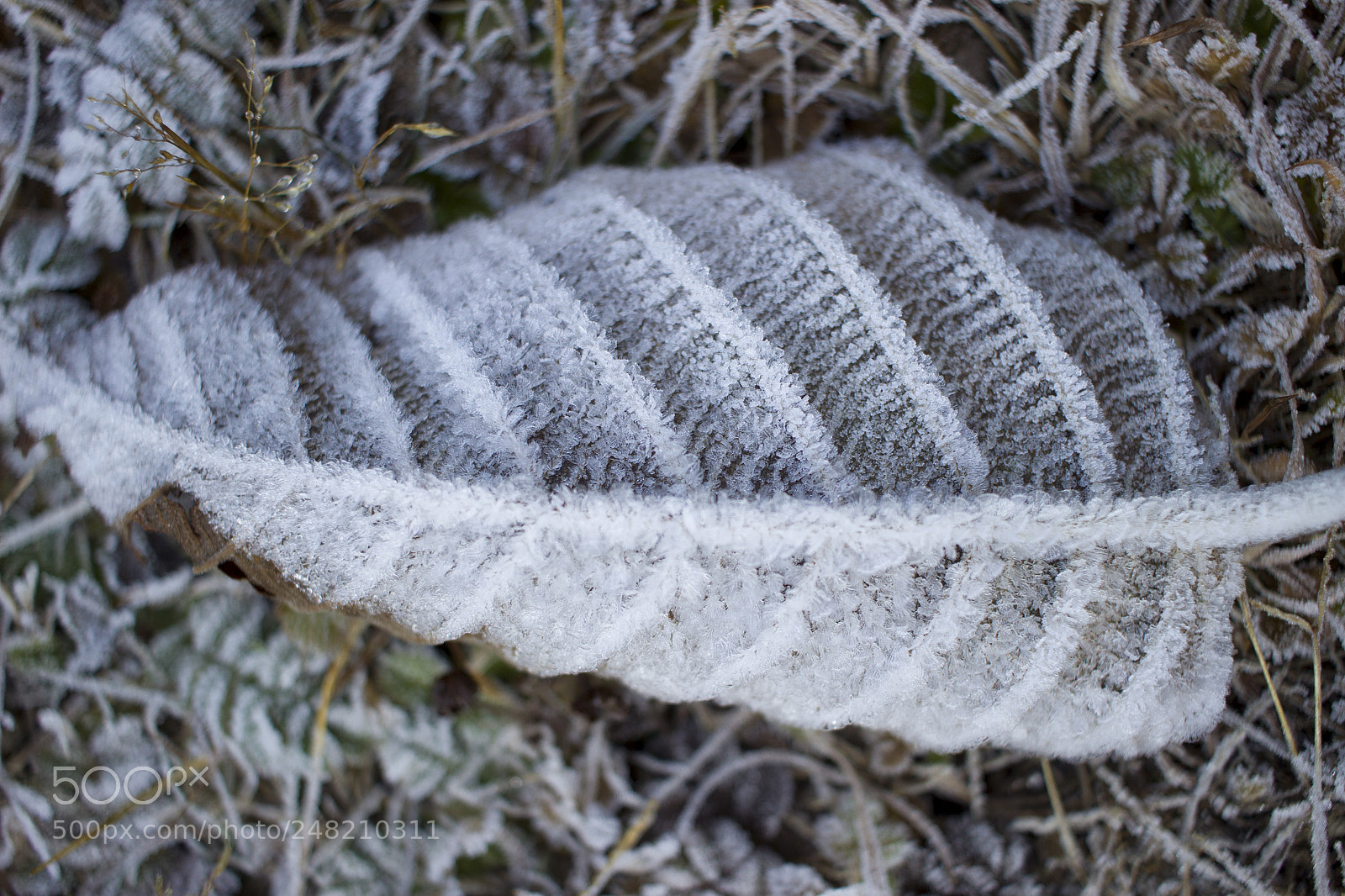 Canon EOS 600D (Rebel EOS T3i / EOS Kiss X5) sample photo. Frozen leaf photography