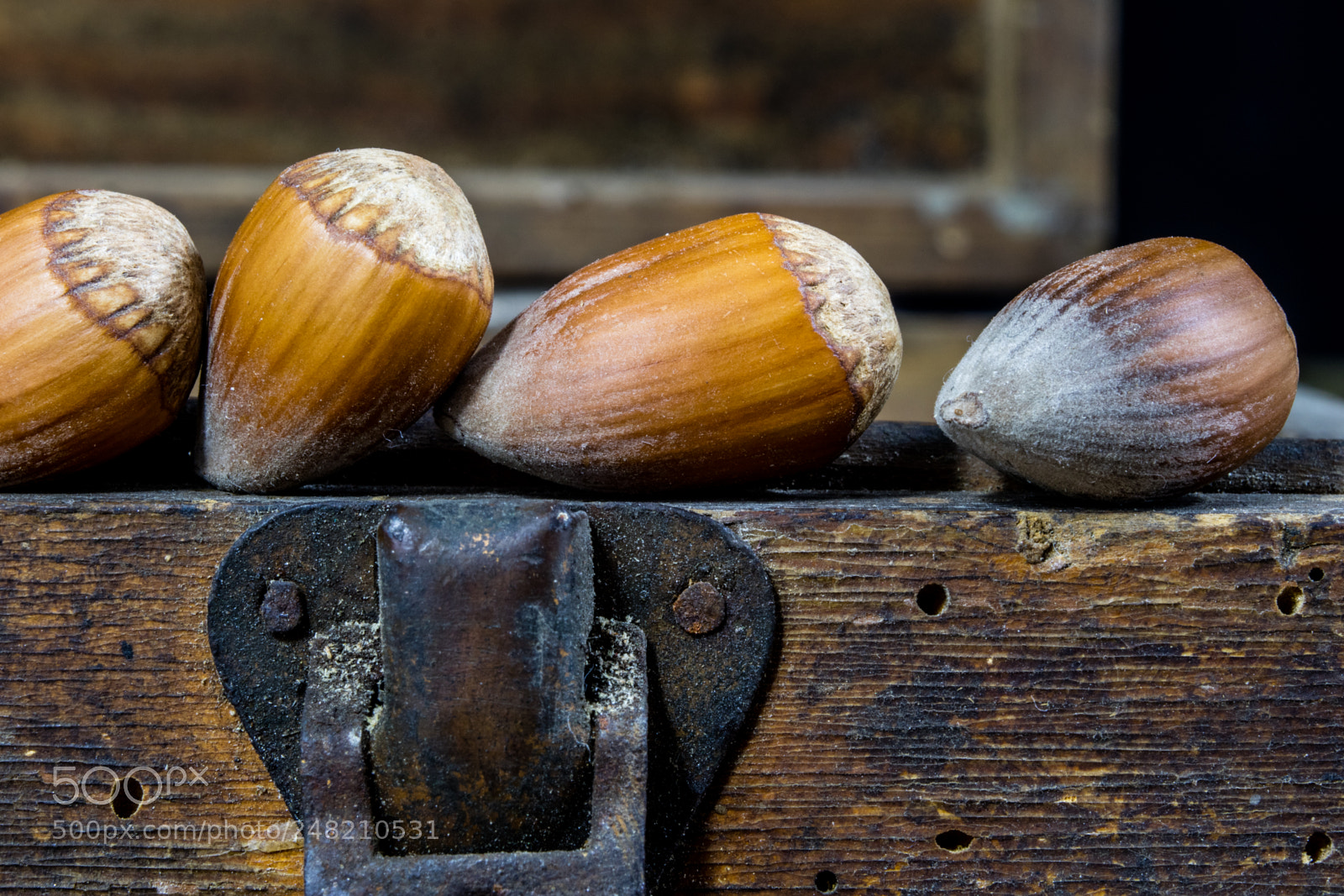 Canon EOS M3 sample photo. Forest hazelnuts photography