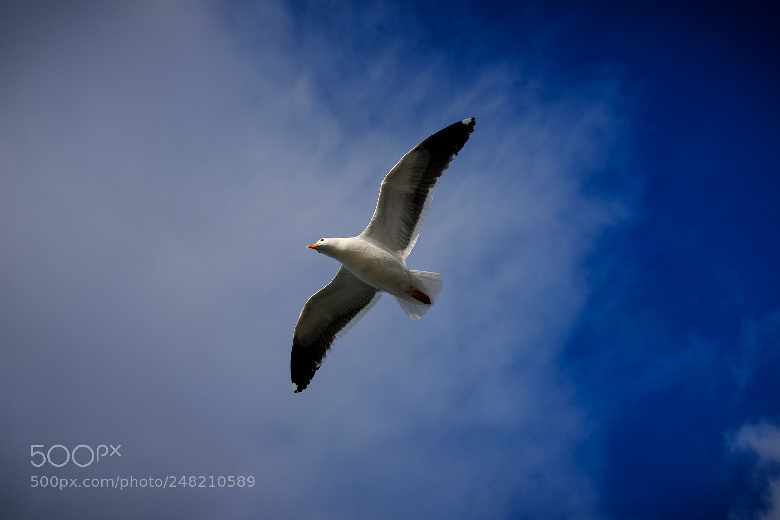 Fujifilm X100F sample photo. Gulls flying 1 photography