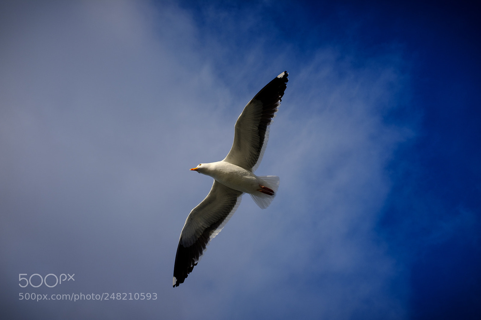 Fujifilm X100F sample photo. Gulls flying 2 photography
