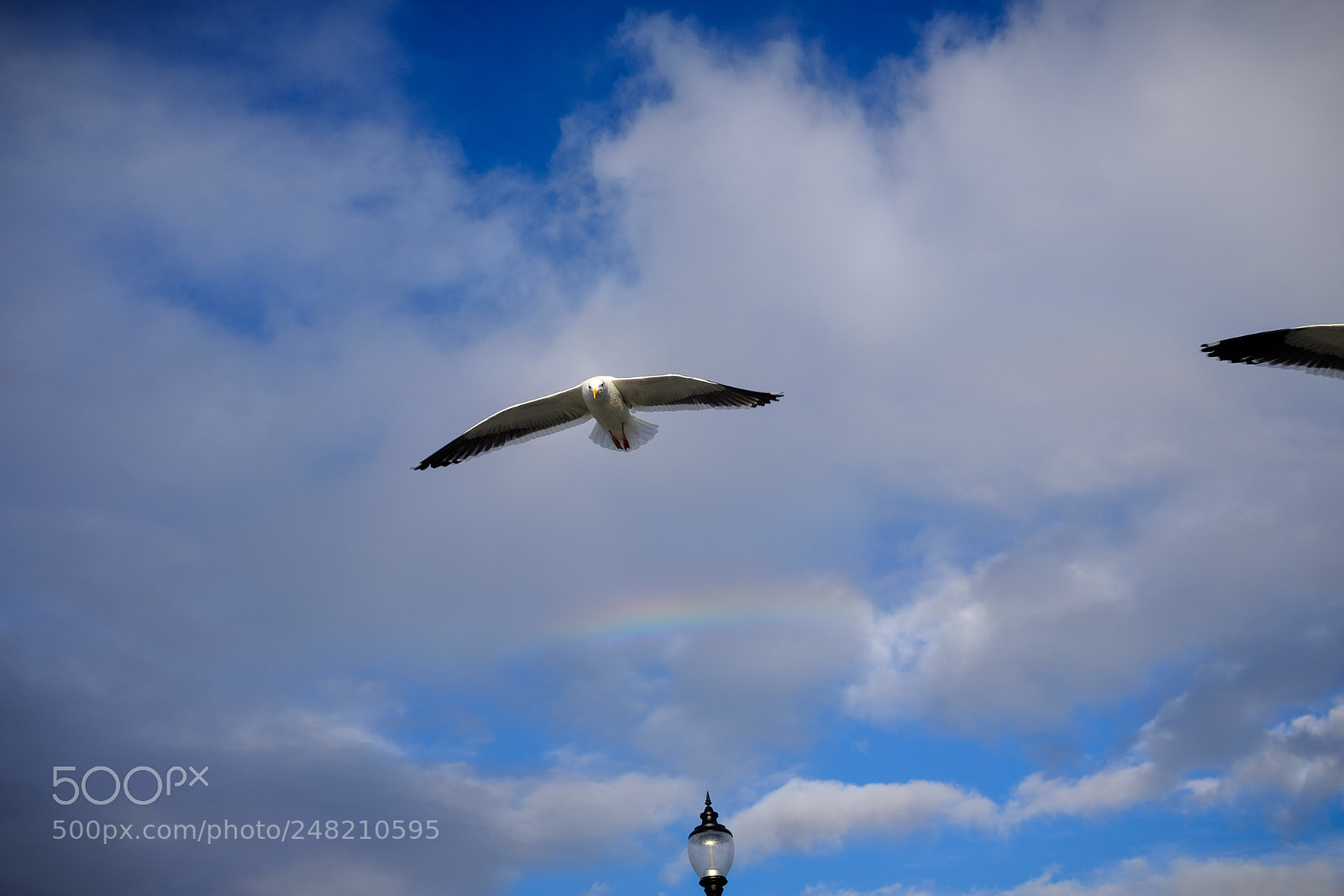 Fujifilm X100F sample photo. Gulls flying 3 photography