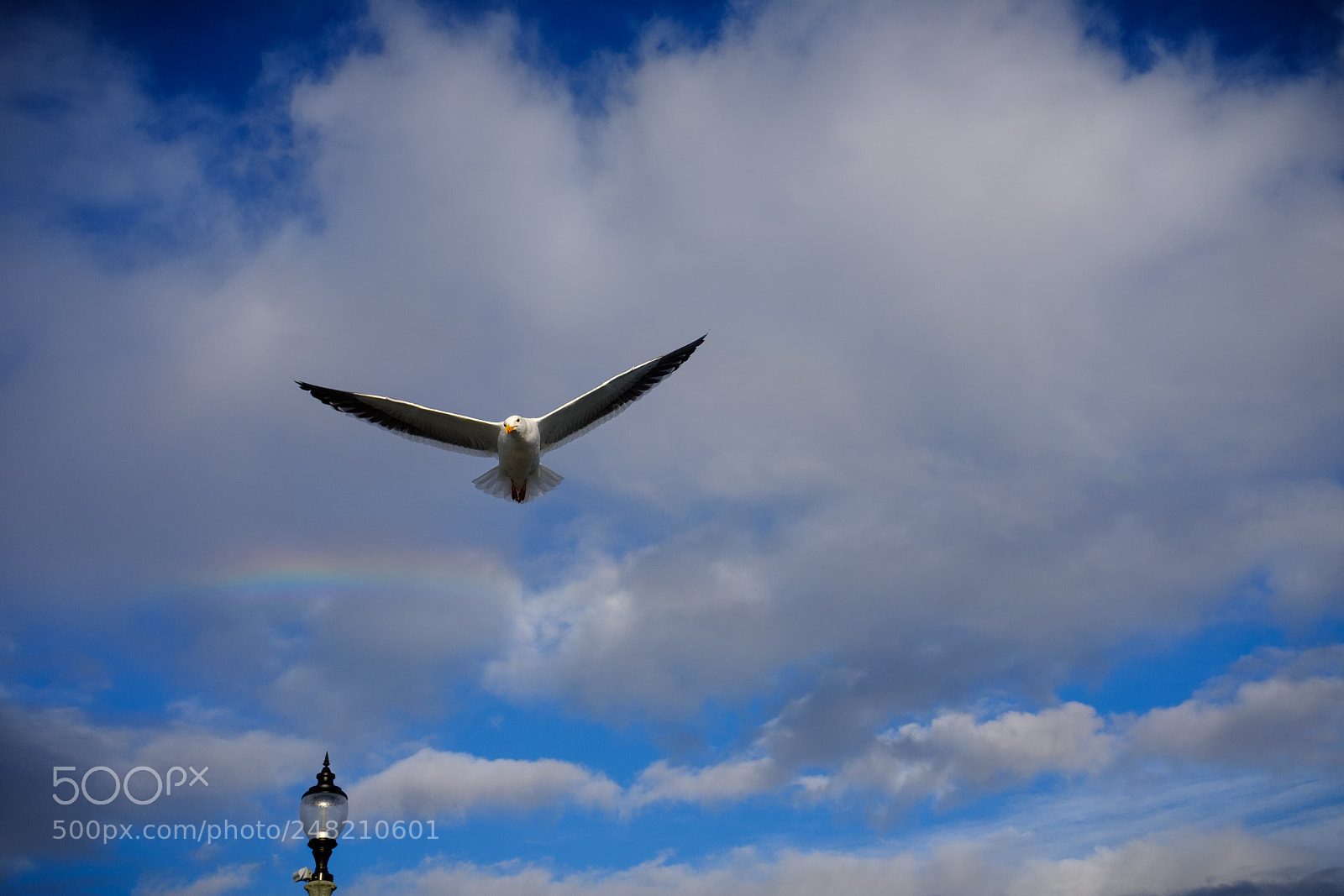 Fujifilm X100F sample photo. Gulls flying 4 photography