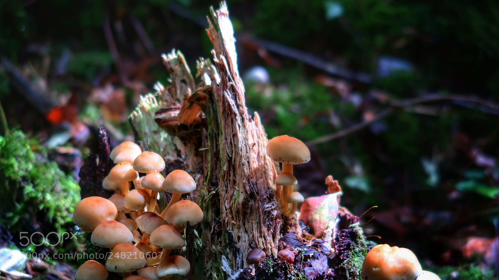 Canon PowerShot G7 X Mark II sample photo. Symbiose photography