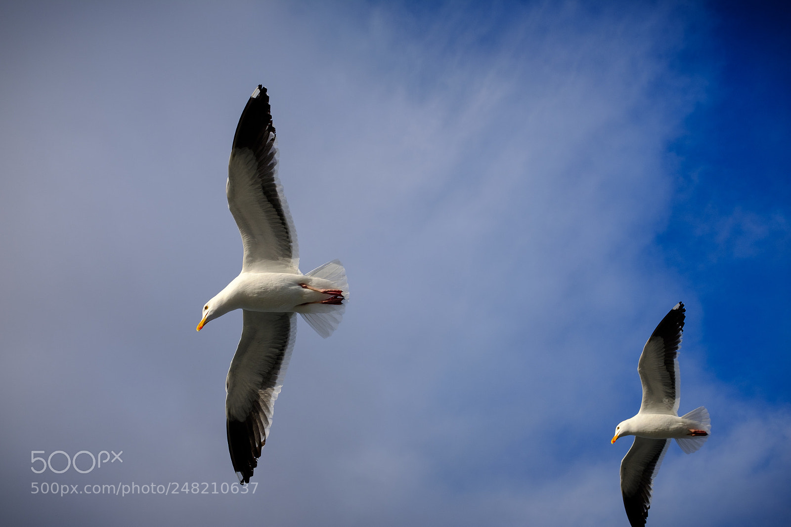 Fujifilm X100F sample photo. Gulls flying 5 photography