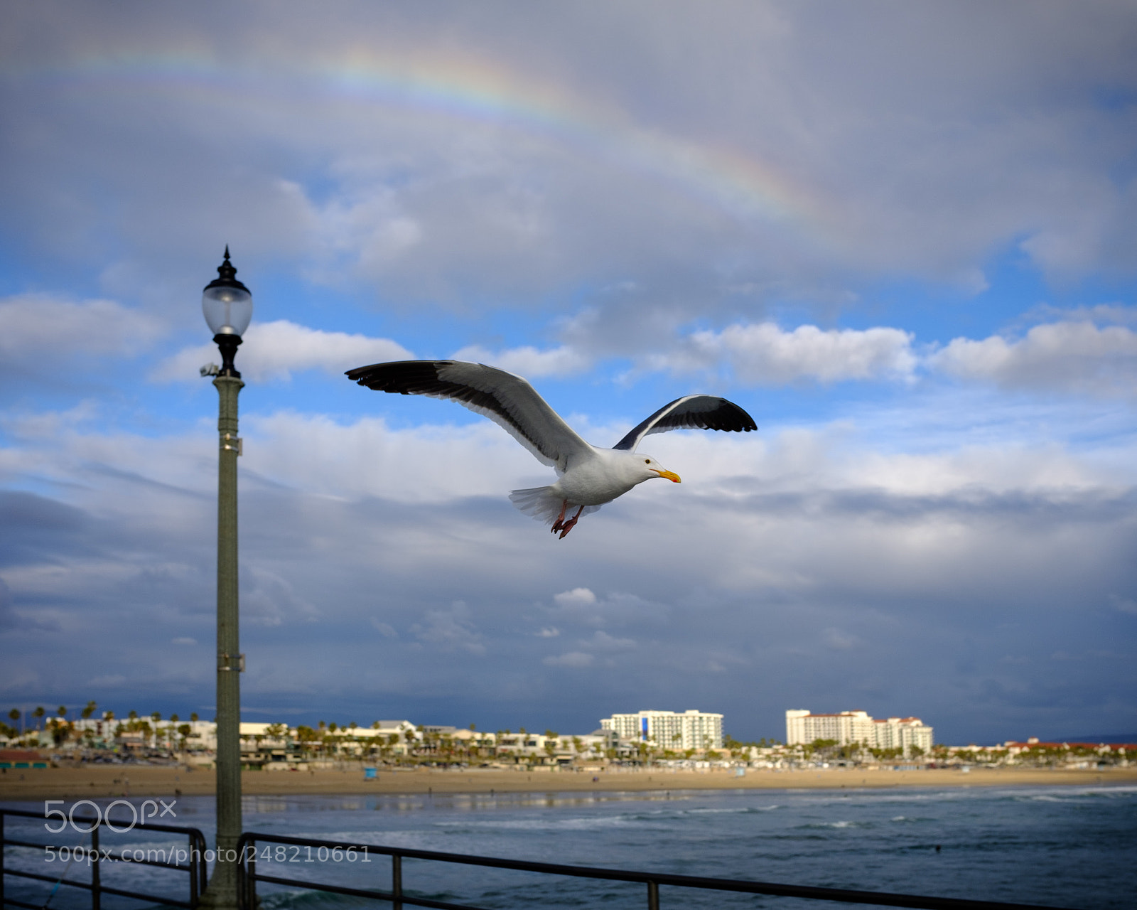 Fujifilm X100F sample photo. Gulls flying photography