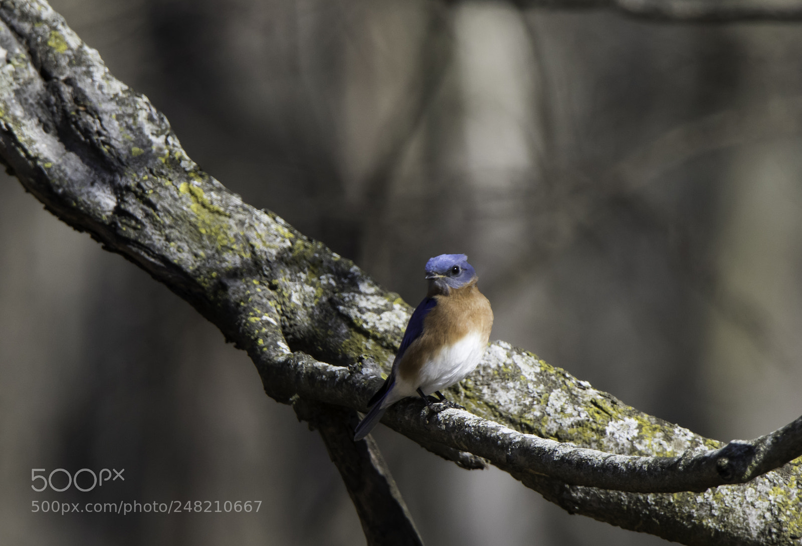 Canon EOS 7D Mark II sample photo. Eastern blue bird relaxing photography