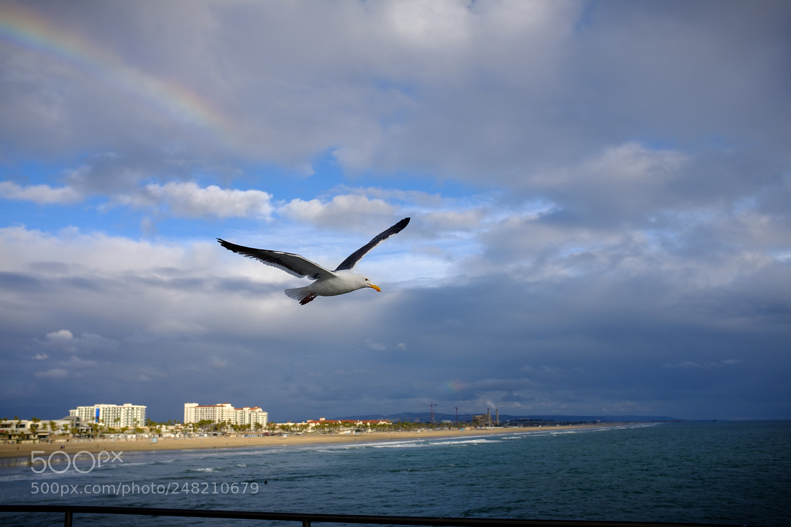 Fujifilm X100F sample photo. Gulls flying photography