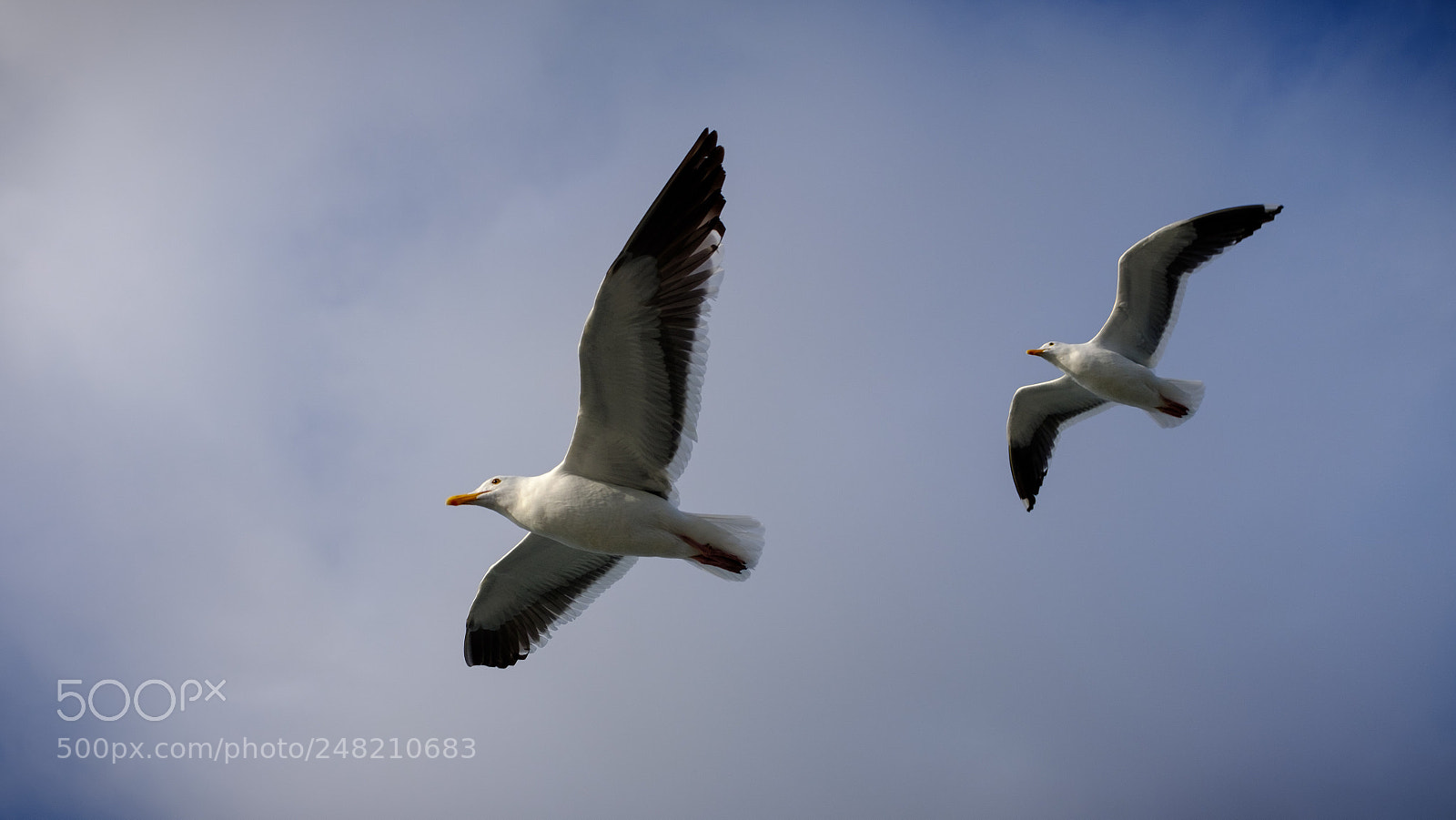 Fujifilm X100F sample photo. Gulls flying 1 photography