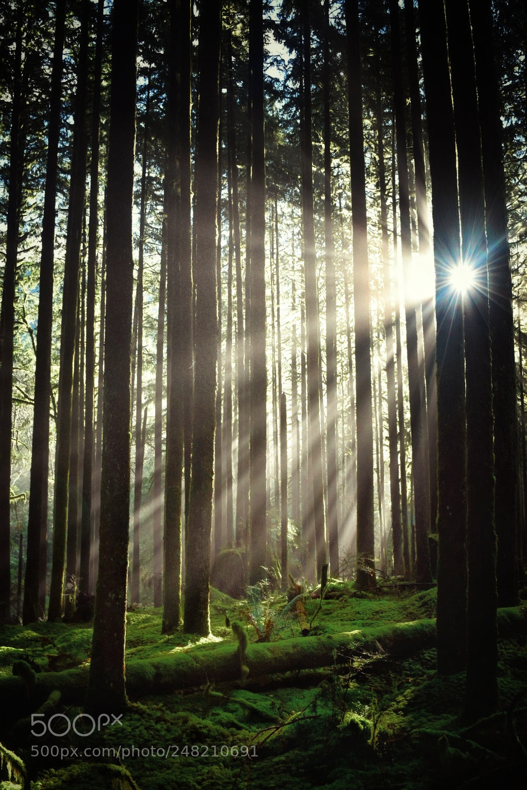 Nikon D5300 sample photo. Forest light photography