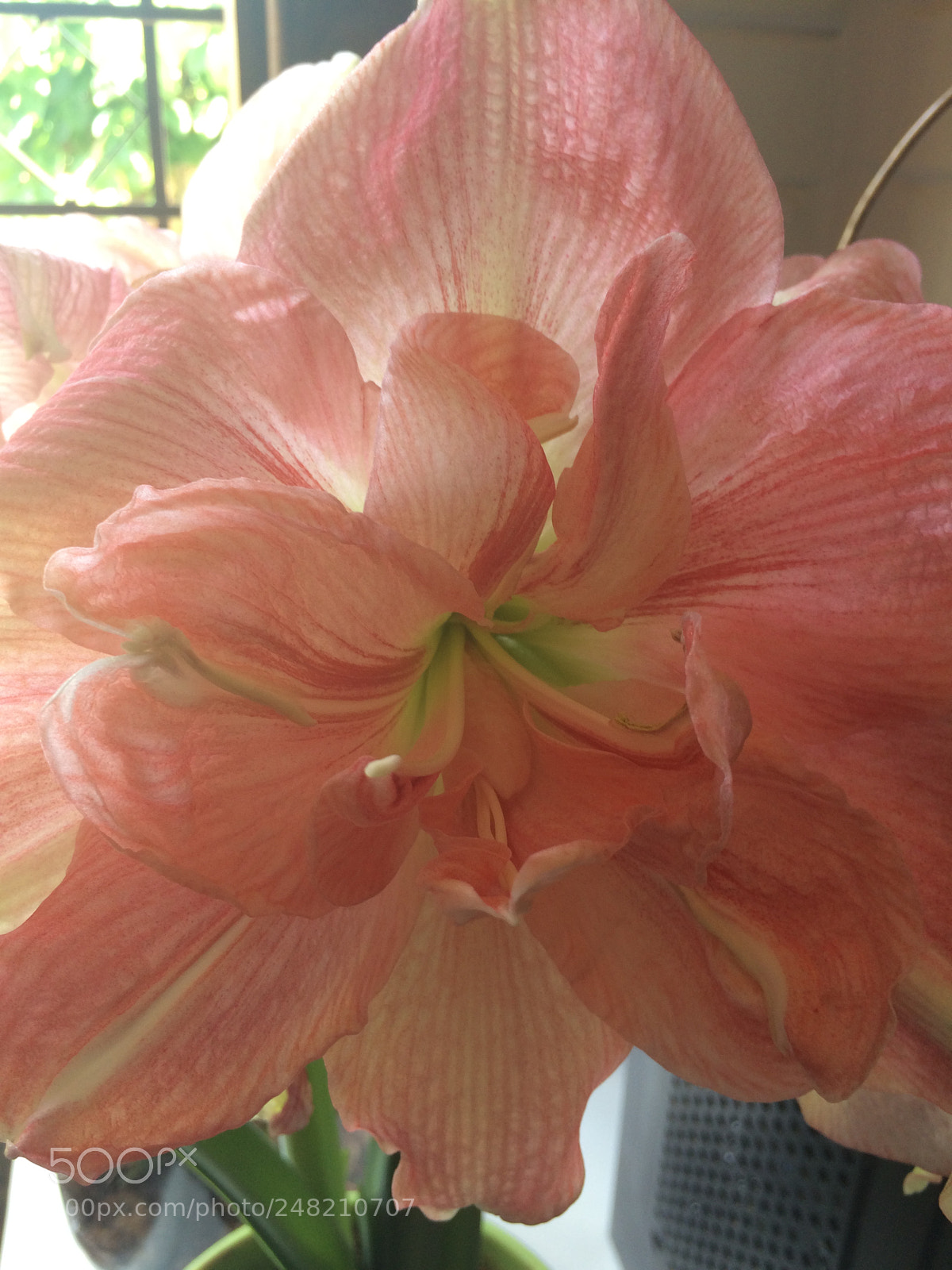 Apple iPhone 5s sample photo. Amirylla photography