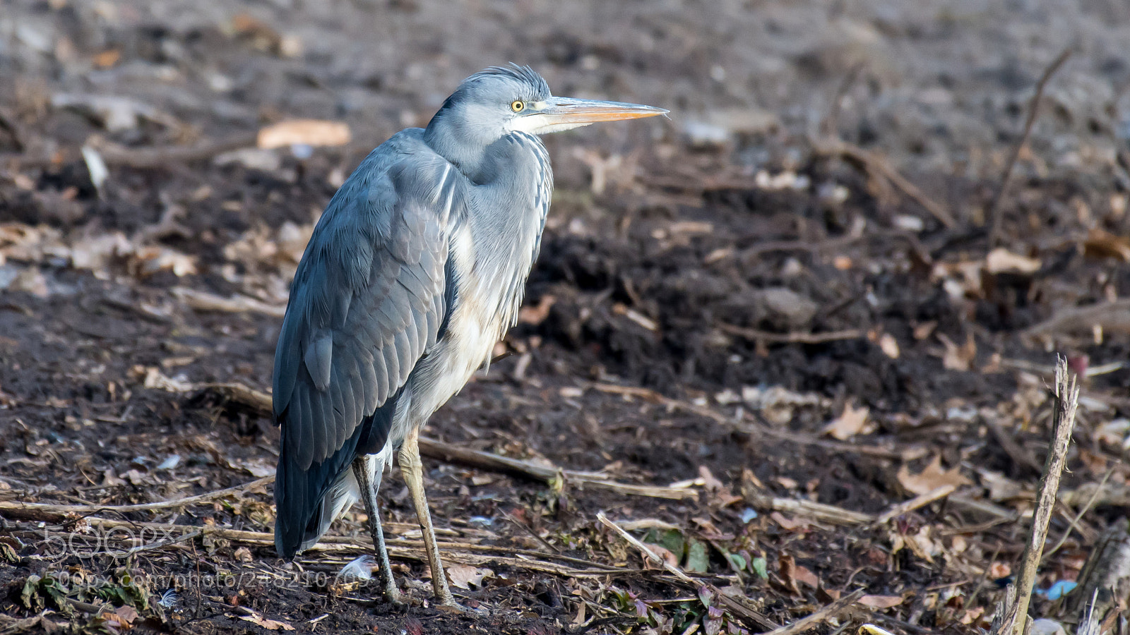 Nikon D500 sample photo. Reiger (heron) photography