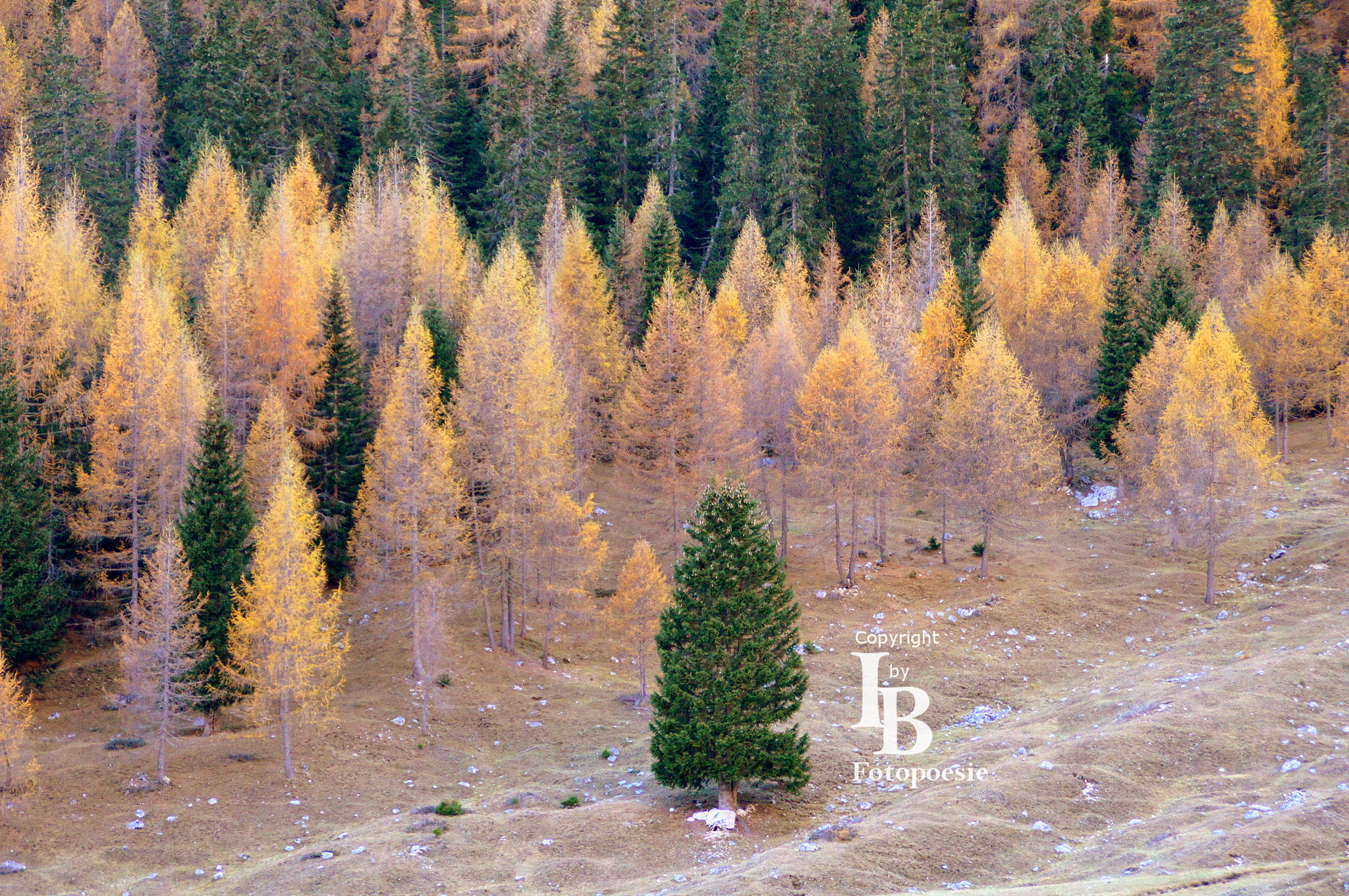 Sony Alpha DSLR-A450 sample photo. Autumn in tirol photography