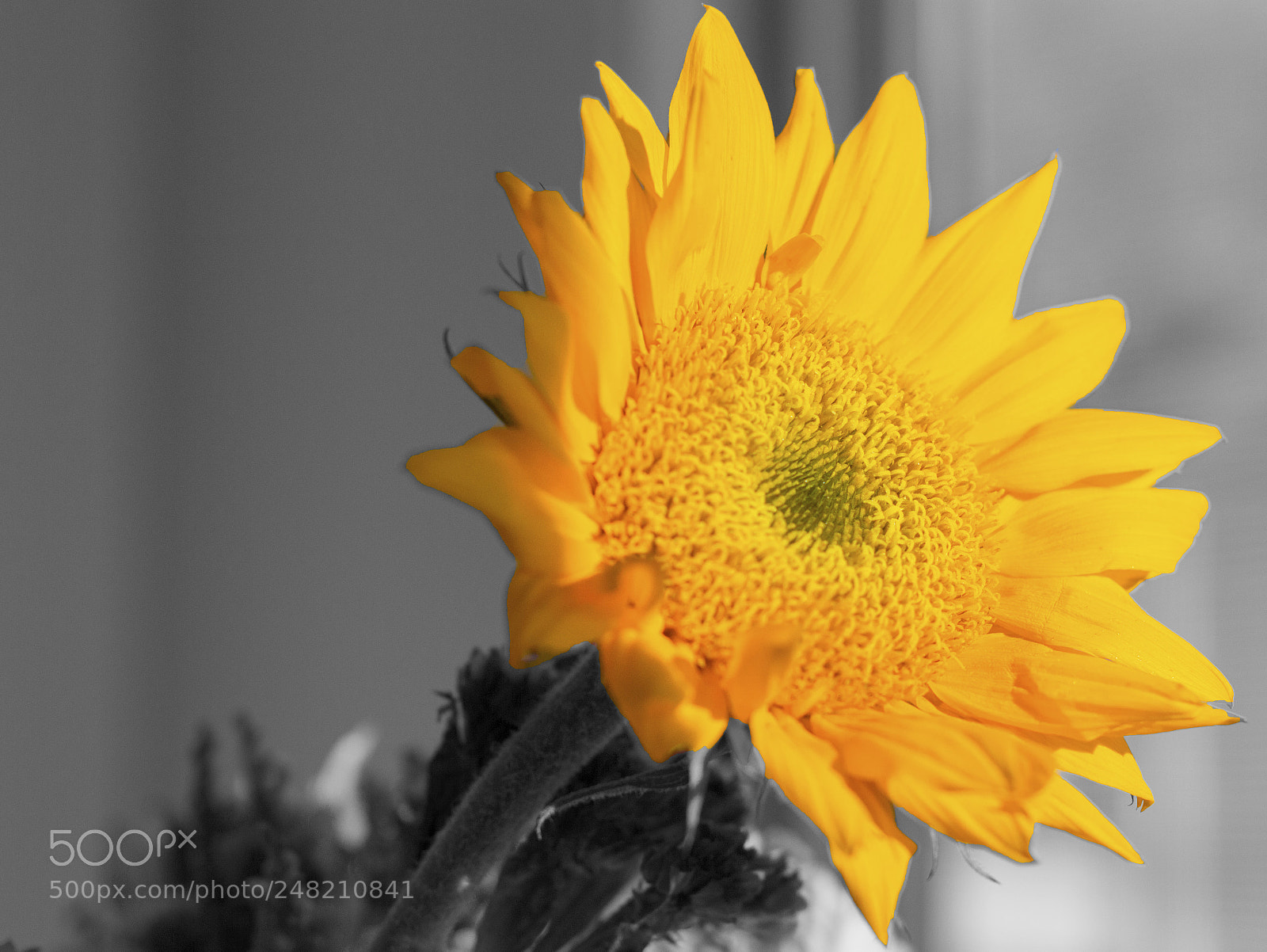 Nikon D3200 sample photo. Sun flower photography