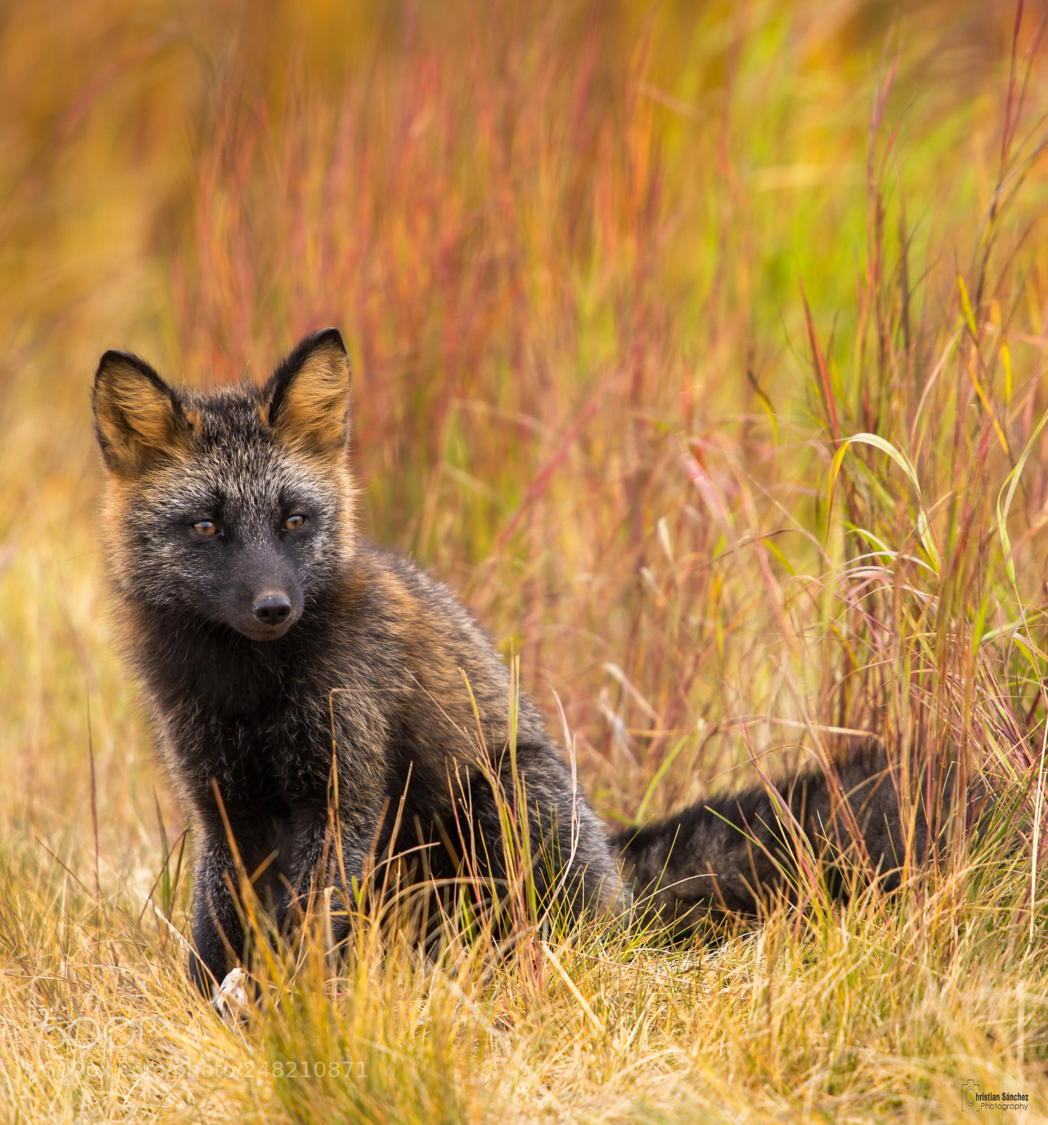 Nikon D4 sample photo. Cross fox photography