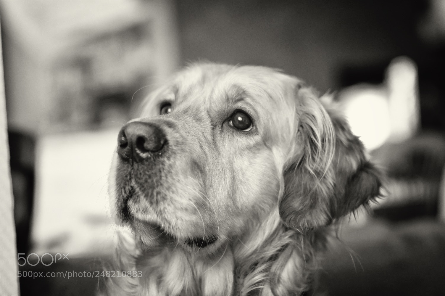 Fujifilm X-T2 sample photo. Lennox photography