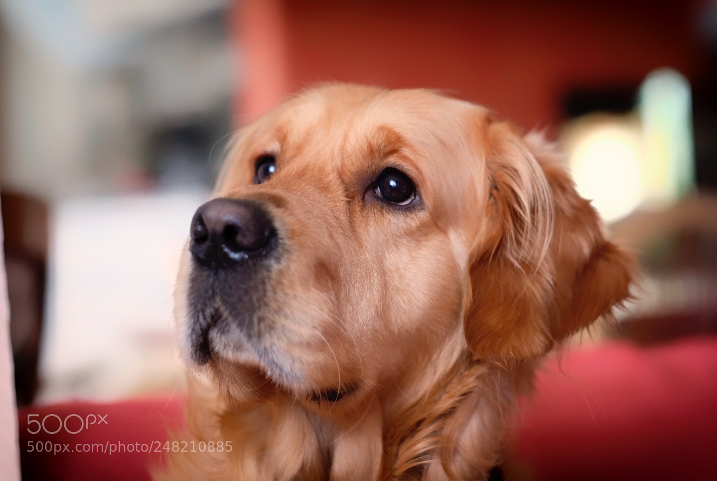 Fujifilm X-T2 sample photo. Lennox photography